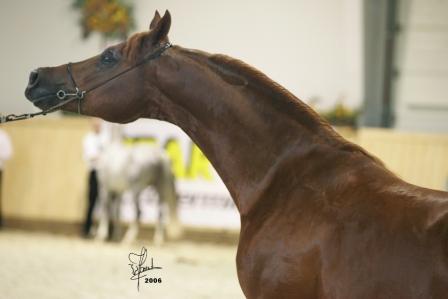 SRF Barolo